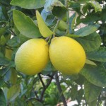Harvesting Limes and Gathering Blessings