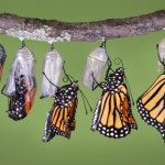 Accepting The Seasons of Transition