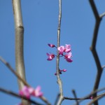 Patience:  A Slow Growing Virtue
